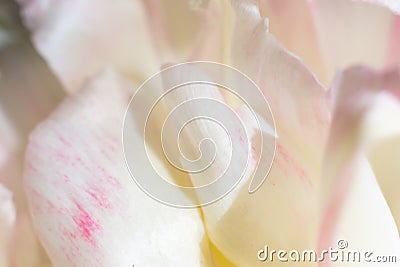 Lots of fragile petals of white tulip as floral backdrop.Botanical Stock Photo