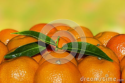 Lots of fresh tangerines, leaves. Background. Stock Photo