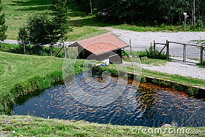 Golden Trouts cultured in trout farm reservoir. Stock Photo