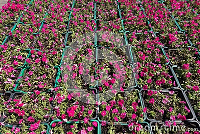 Lots of green boxes with magenta-colored petunias Stock Photo