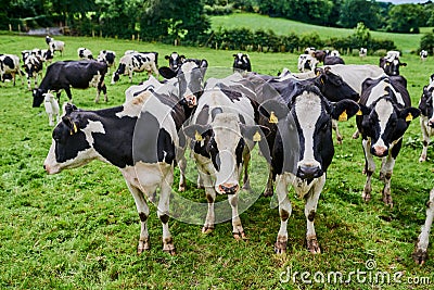 Lots of green grass to graze on. High angle shot of a herd of cattle grazing on a dairy farm. Stock Photo