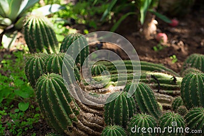 Lots of green large beautiful natural original curved cactus growing on the ground in a park Stock Photo