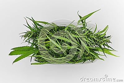 Lots of green leaves and cannabis herb marijuana in a plastic container isolated on white background Stock Photo