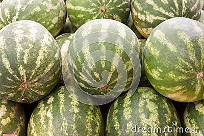 Lots of green watermellons backround Stock Photo