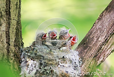 Lots of hungry Chicks out of the nest their open hungry beaks Stock Photo