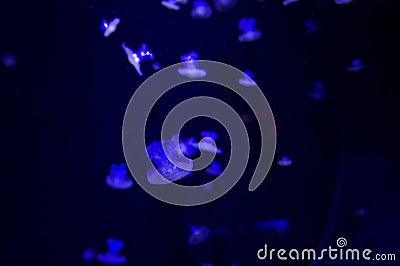 Lots of jellyfish with blue fluorescent lights floating in the dark blue Stock Photo