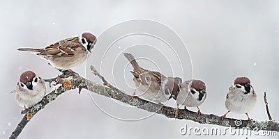 Lots of little birds sitting on a branch during a snowfall Stock Photo