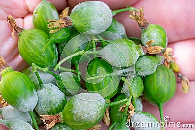 Lots of little gooseberry berries on palm with Powdery mildew fungi plant desease Stock Photo