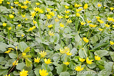 Lots little yellow spring flowers Stock Photo