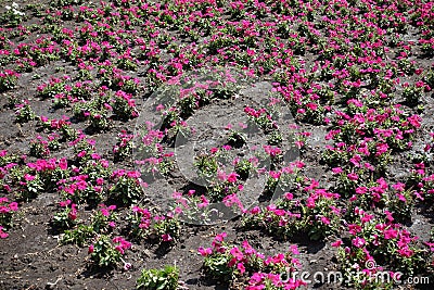 Lots of magenta-colored flowers of petunias in the garden Stock Photo