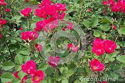 Lots of magenta flowers of rose Stock Photo