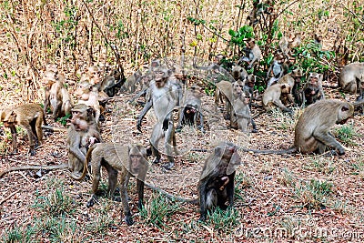 Lots of monkeys panicked stampede Jumping and movement in the forest Stock Photo