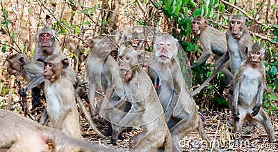 Lots of monkeys panicked stampede Jumping and movement in the forest Stock Photo