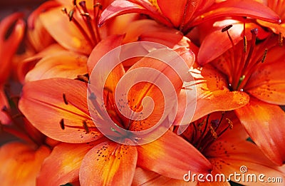 Lots of orange-red flowers in a bundle Stock Photo