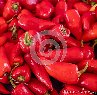Lots of organically grown red bell peppers Stock Photo