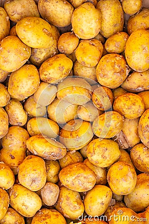 Lots of potatoes. fresh potato with traces of earth on the skin Stock Photo