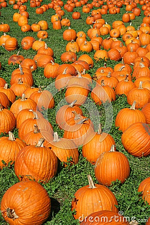 Lots of Pumpkins Stock Photo