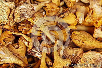 Lots of raw chanterelle mushrooms on the counter. Close-up Stock Photo