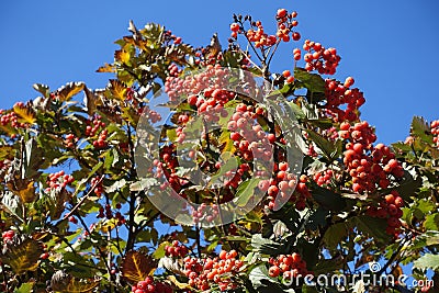 Lots of red berries in the leafage of Sorbus aria against blue sky in October Stock Photo