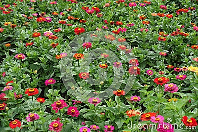 Lots of red, pink, magenta, orange, yellow flowers of zinnia Stock Photo