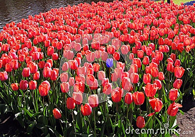 Lots of red tulips and one blue among them. One is not like everyone else, individuality, difference from others Stock Photo