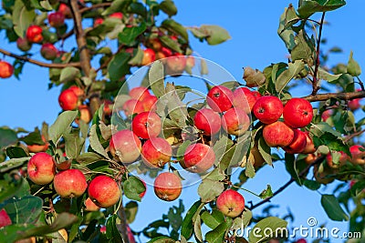 Lots of ripe red delicious apples on branch, close up Stock Photo