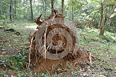 lots root of falling dead tree in forest Stock Photo