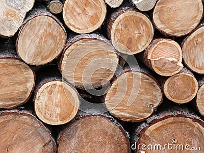 Lots of sawn pine trees Stock Photo