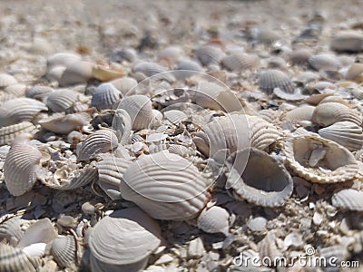 Lots of seashells lying on a squeak in the near view Stock Photo