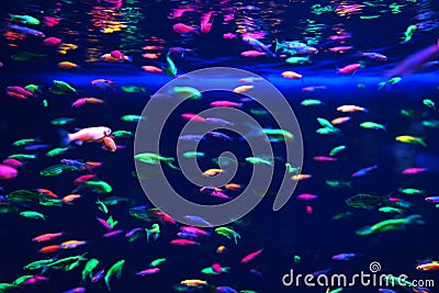 Lots of small neon fish in the aquarium Stock Photo