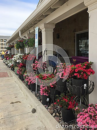 Lots of spring flowers for sale Editorial Stock Photo