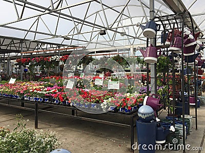 Lots of spring flowers on shelves for sale Editorial Stock Photo