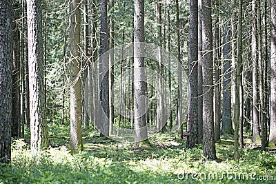 Lots of strait wild trees background fine art high quality prints products fifty megapixels Absberg forest Stock Photo