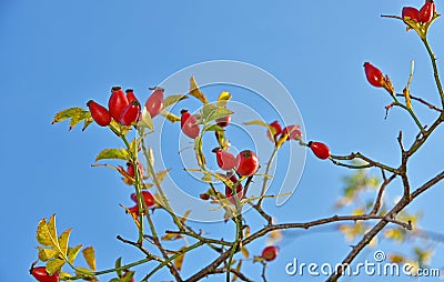 Lots of Sweet briar and blue sky Stock Photo