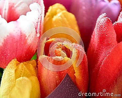 tulips with water drops are a close bouquet for the holiday on March 8 Stock Photo