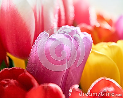 tulips with water drops are a close bouquet for the holiday on March 8 Stock Photo