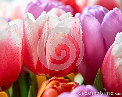 tulips with water drops are a close bouquet for the holiday on March 8 Stock Photo