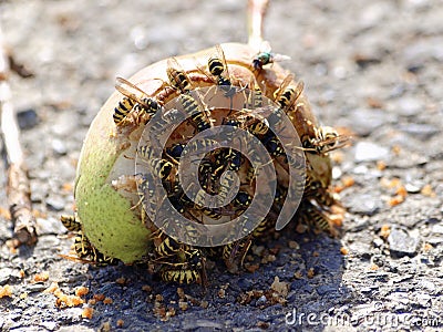 Lots of wasps on an apple on the street Stock Photo