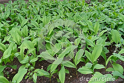 Lots of white flowers in the leafage of Convallaria majalis Stock Photo