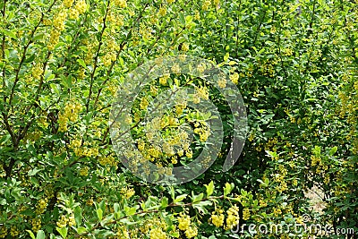 Lots of yellow flowers of barberry in spring Stock Photo