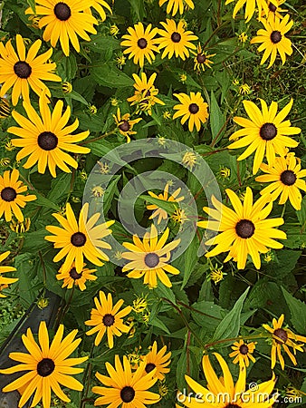 Lots of yellow flowers growing in the garden Stock Photo