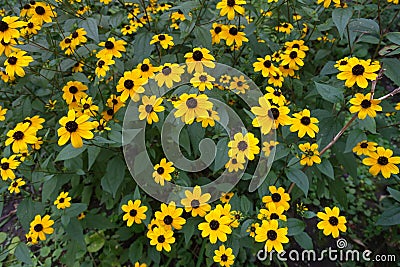 Lots of yellow flowers of Rudbeckia triloba in August Stock Photo