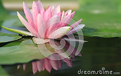 Lotus Stock Photo