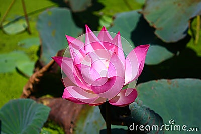 Lotus Stock Photo