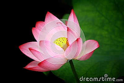 Lotus Stock Photo