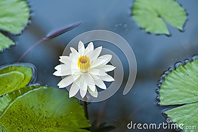 Lotus Stock Photo