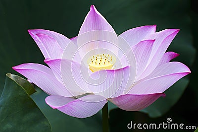 Lotus Stock Photo