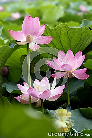 Lotus Stock Photo