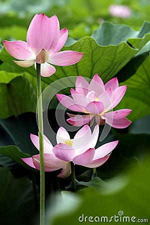 Lotus Stock Photo