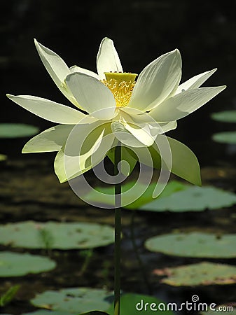 Lotus Stock Photo